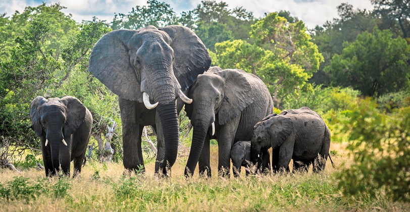 Dubai, Südafrika & Mauritius 3-Länder Kombination - V.A.E: Dubai / Südafrika: Pretoria - Mpumalanga - Krüger Nationalpark - Johannesburg / Mauritius: Trou aux Biches 
