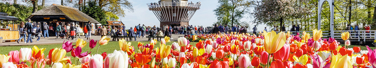 Keukenhof Tulpen