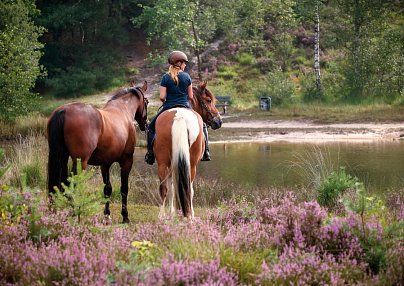 CAREA Ferien- & Reitsport-Hotel Brunnenhof