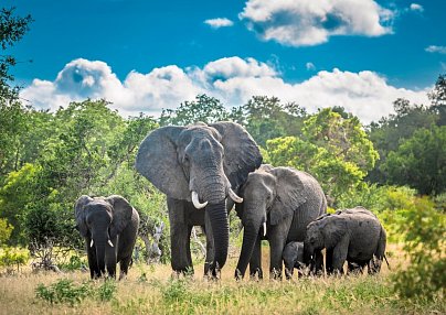Südafrika Rundreise - Krüger Nationalpark & Gardenroute Johannesburg