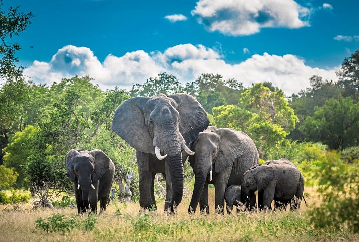 Dubai, Südafrika & Mauritius 3-Länder Kombination - Elefanten im Krüger Nationalpark