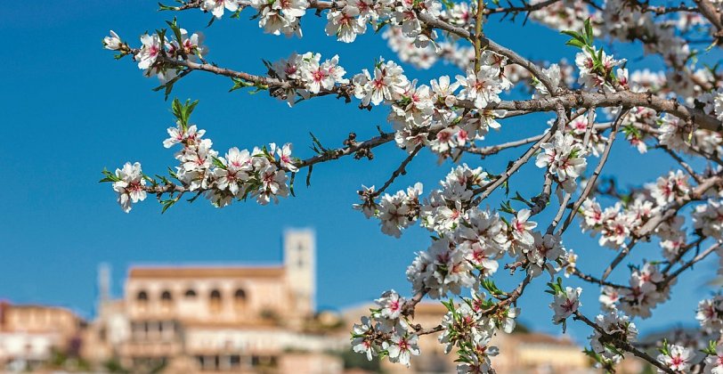 Mallorca Mandelblüte - Hotel Bordoy Cosmopolitan - Spanien / Mallorca / Playa de Palma