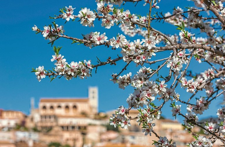 Mallorca Mandelblüte - Hotel Bordoy Cosmopolitan