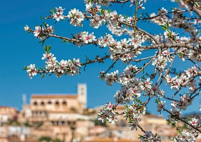 Mandelblüte Mallorca - Hotel BQ Ca'n Picafort Can Picafort