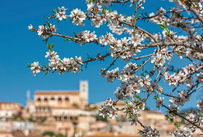 Mandelblüte Mallorca - Hotel BQ Ca'n Picafort - Mandelblüte
