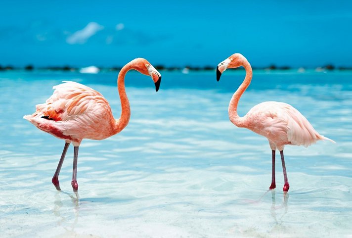 Kreuzfahrt Karibik - Flamingos, Aruba