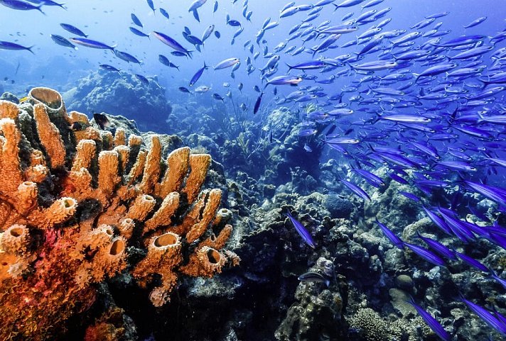 Kreuzfahrt Karibik - Korallenriff