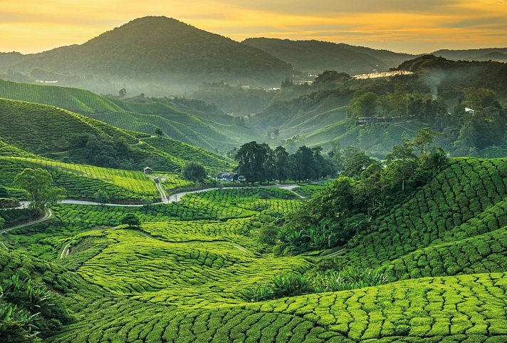 Singapur & Malaysia - Cameron Highlands