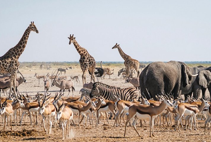 Namibia Rundreise - Etosha Nationalpark