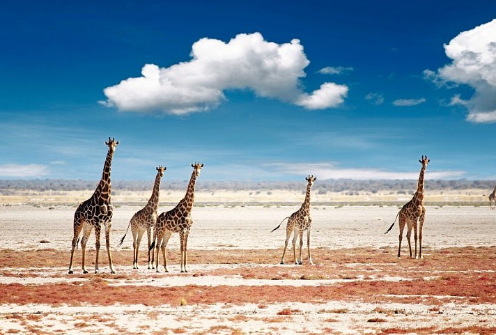 Namibia, Botswana, Simbabwe - Rundreise - Giraffen, Etosha Nationalpark