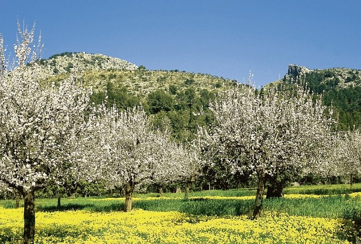 Mallorca Mandelblüte - Hotel Bordoy Cosmopolitan - Mandelblüte
