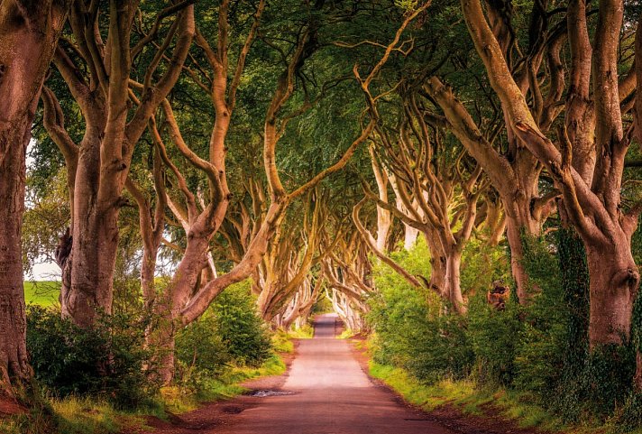 Filmreifes Irland - The Dark Hedges