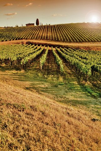 Autotour von Kultur zum Genuss in der Toskana - Weinberge in der Toskana