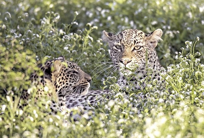 Best of South Africa (Autoreise) Johannesburg - Kapstadt - Leopard