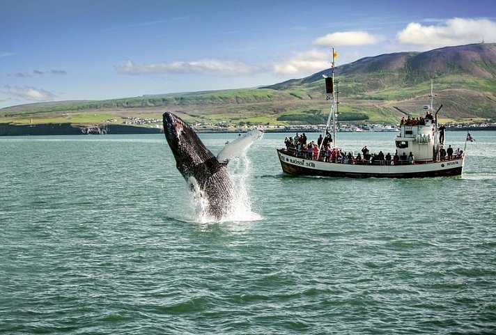 Panoramarundreise Island - Walbeobachtung Husavik