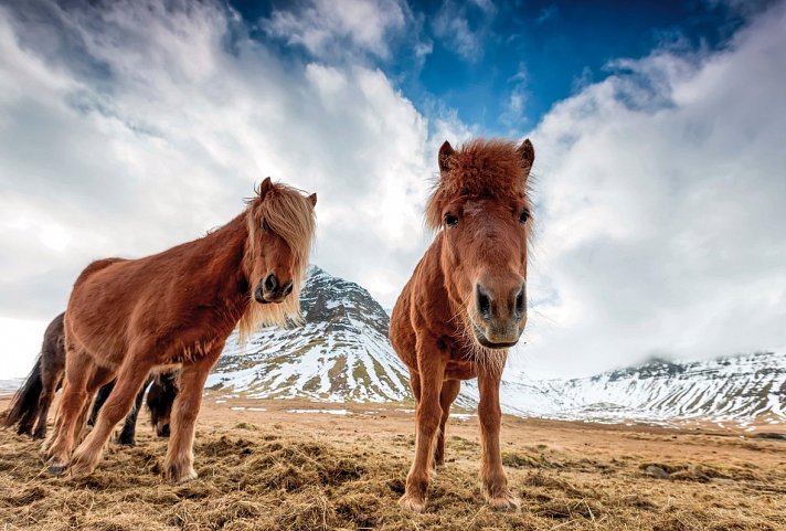 Familienspaß auf Farmen - Islandpferde