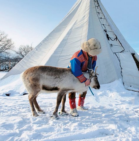 Winterlich aktiv in Schwedisch Lappland - Sami mit Rentier