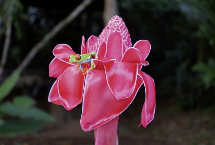 Geheimnisvolles Costa Rica: Vulkane und Regenwald - Rotaugenlaubfrosch