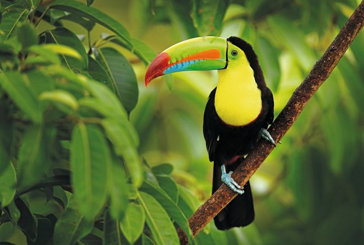Nationalpark Corcovado - Tukan