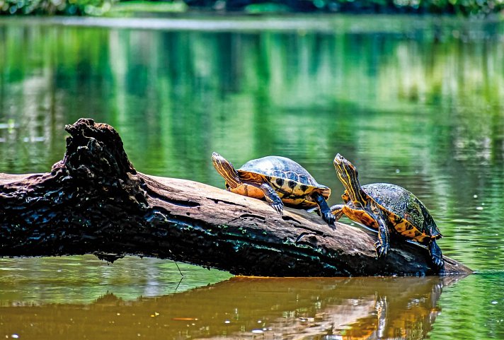 Farbenmeer Costa Rica - Tortuguero NP