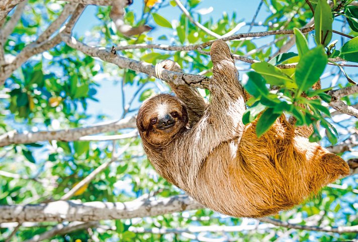 Costa Rica - Auf der Suche nach den Faultieren - Faultier im Regenwald