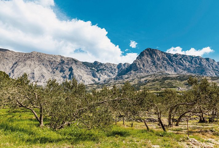 Dalmatiens Highlights erwandern - Biokovo Mountain Nature Park And Trees From Makarska Riviera