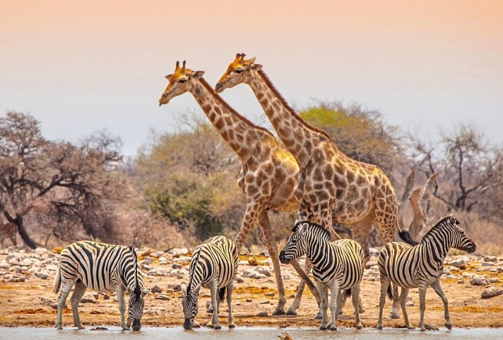 Ausflugspaket Etosha Nationalpark - Wasserloch