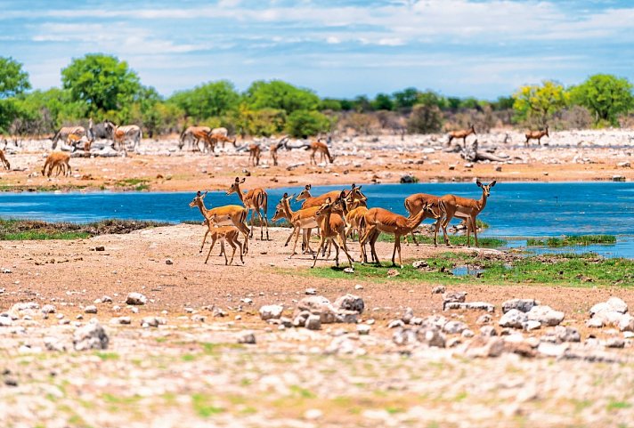Ausflugspaket Etosha Nationalpark - Etosha Nationalpark