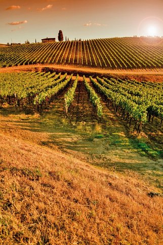 Autotour von Kultur zum Genuss in der Toskana - Weinberge in der Toskana