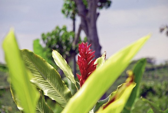 Grünes Paradies (10 Nächte ) - Doka Kaffeeplantage
