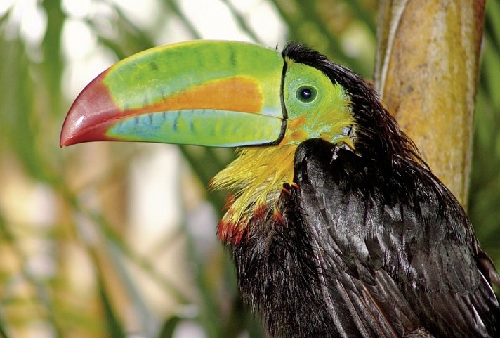 Nationalpark Corcovado