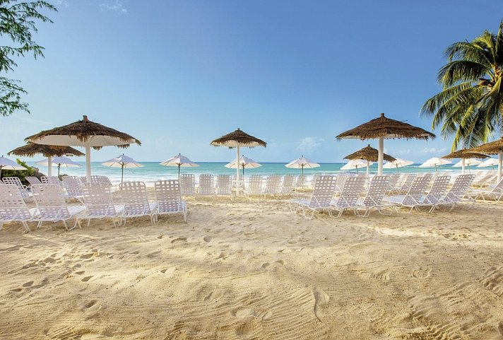 Bougainvillea Barbados