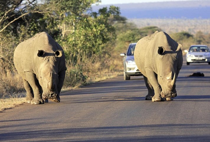 Best of South Africa (Autoreise) Johannesburg - Kapstadt - Nashörner im Krüger Nationalpark