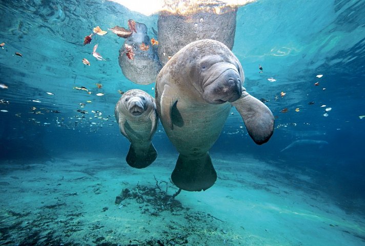 Best of Florida - Manatis