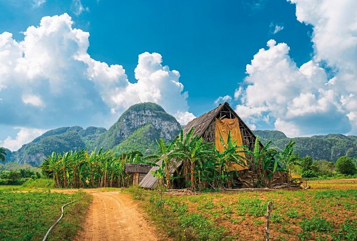 Cocktail Cubano - Tabakfeld, Viñales