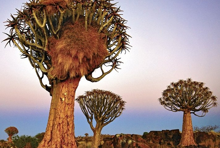 Made in Namibia